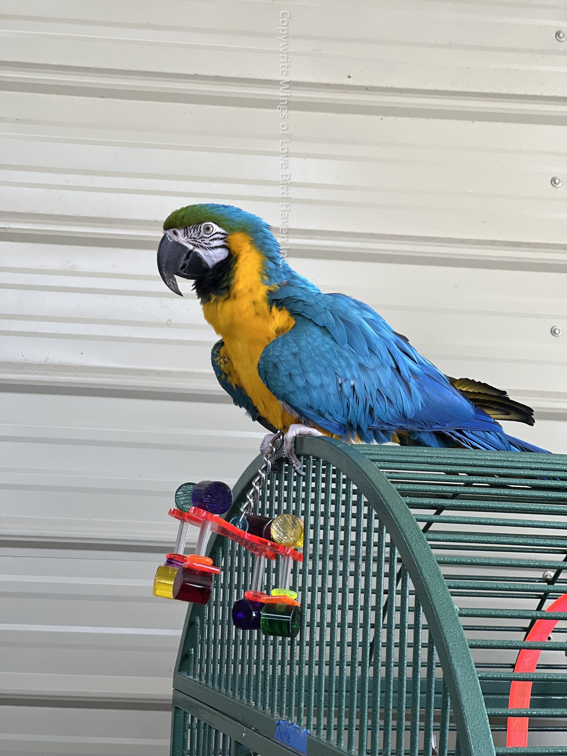 Birds haven best sale pet shop