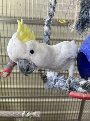 Storm the Sulfur Crested Cockatoo
