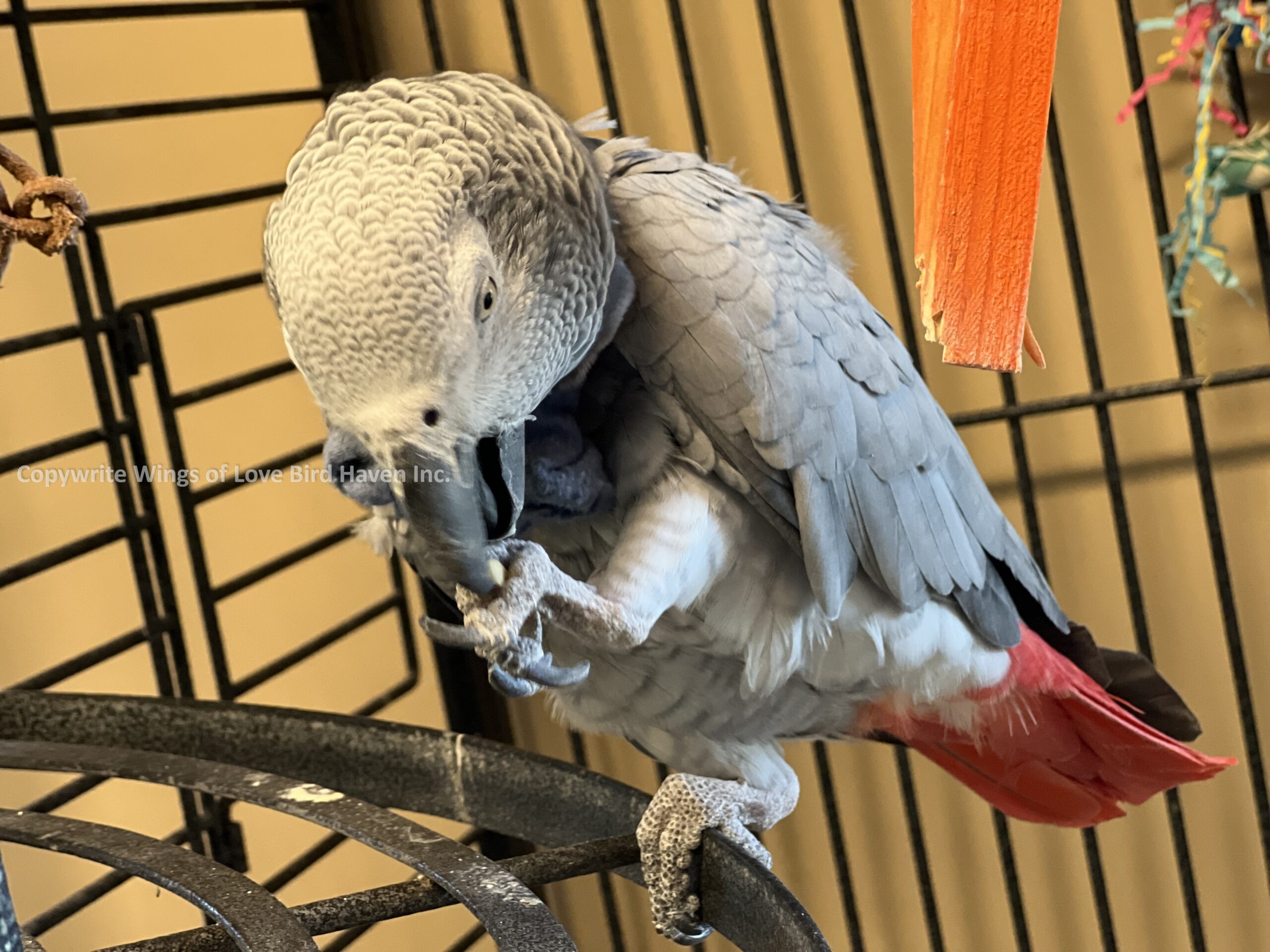 Where is the Best place to buy or adopt a parrot in Texas?